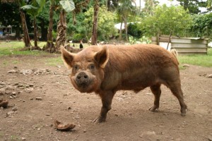 pig.jpg