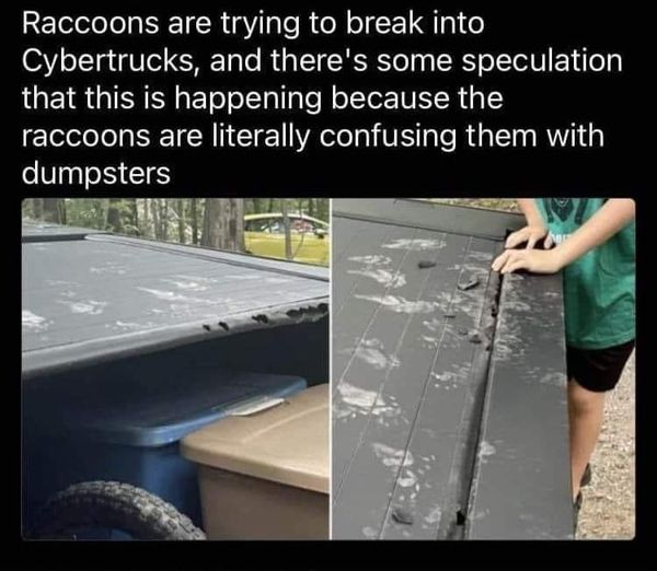 raccoons and cybertrucks.jpg