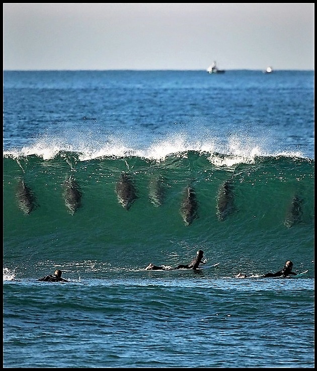 real surfers.jpg