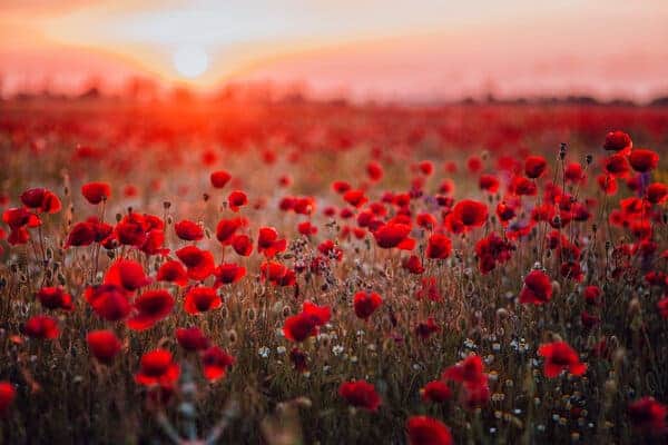 red-poppy-flowers.jpg
