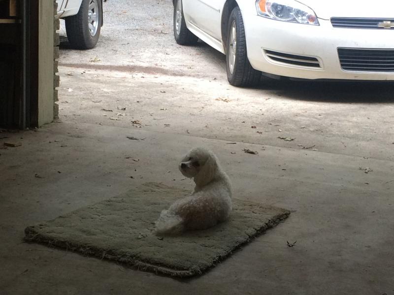 Sammie in the garage.jpg