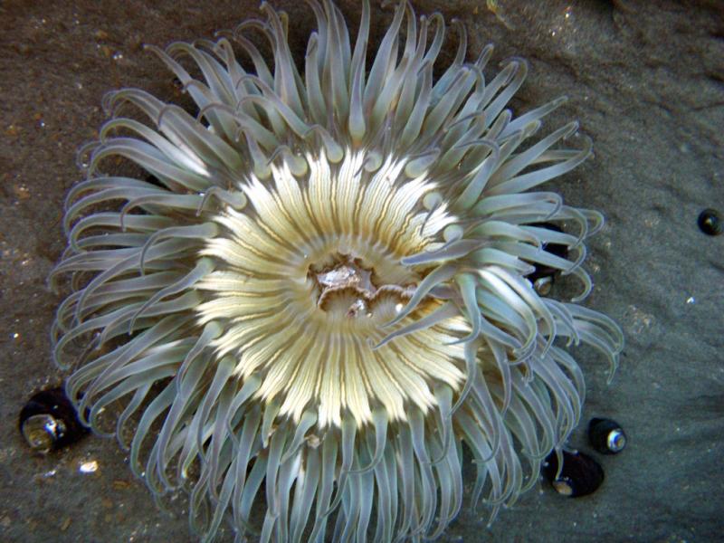 Sea_anemone_in_tidepools.jpg