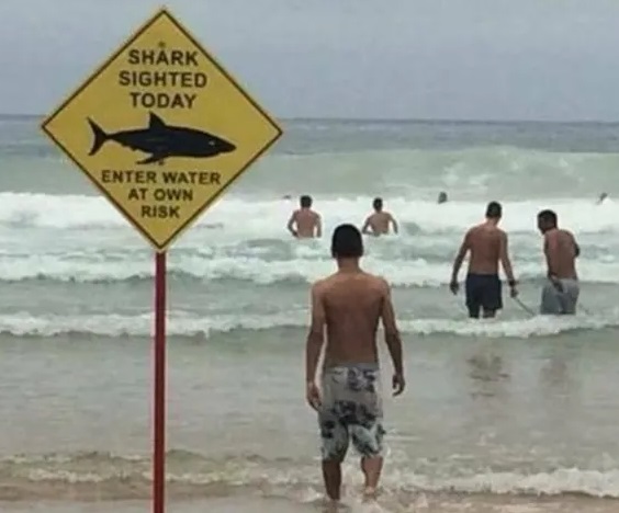 shark.jpg