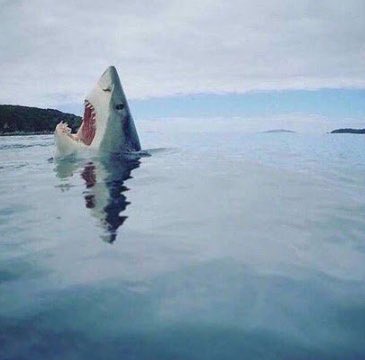 shark lego.jpg