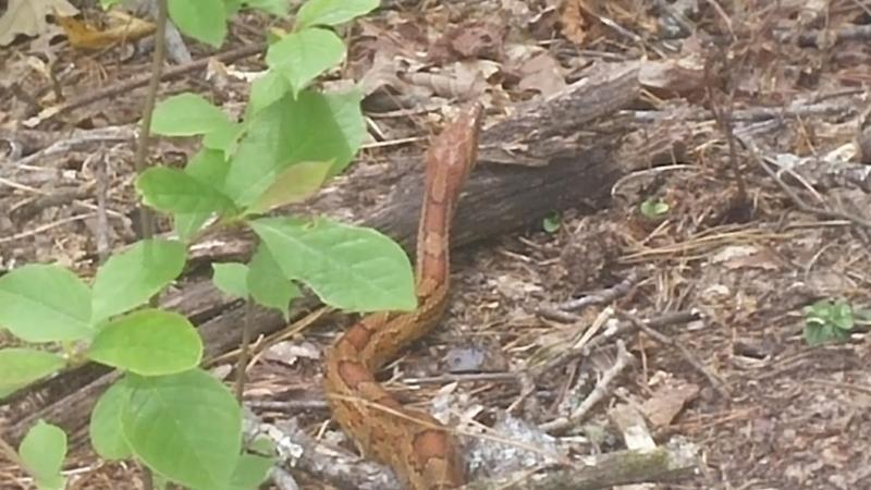 snake1.jpg