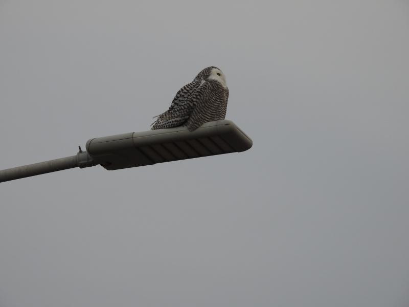 Snowy Owl Dec. 6, 2017 copy.jpg