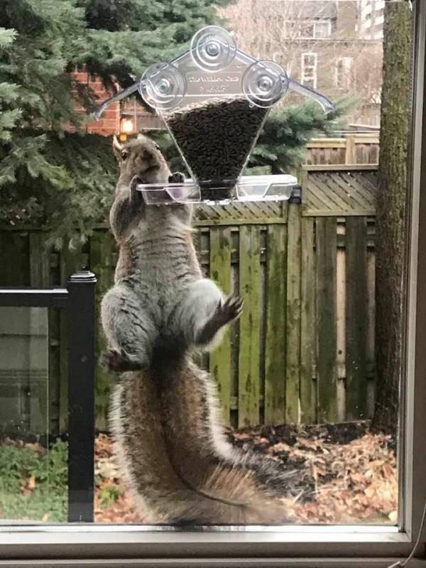 squirrel.jpg