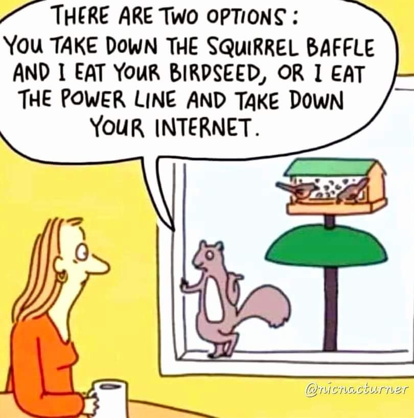 squirrel.png