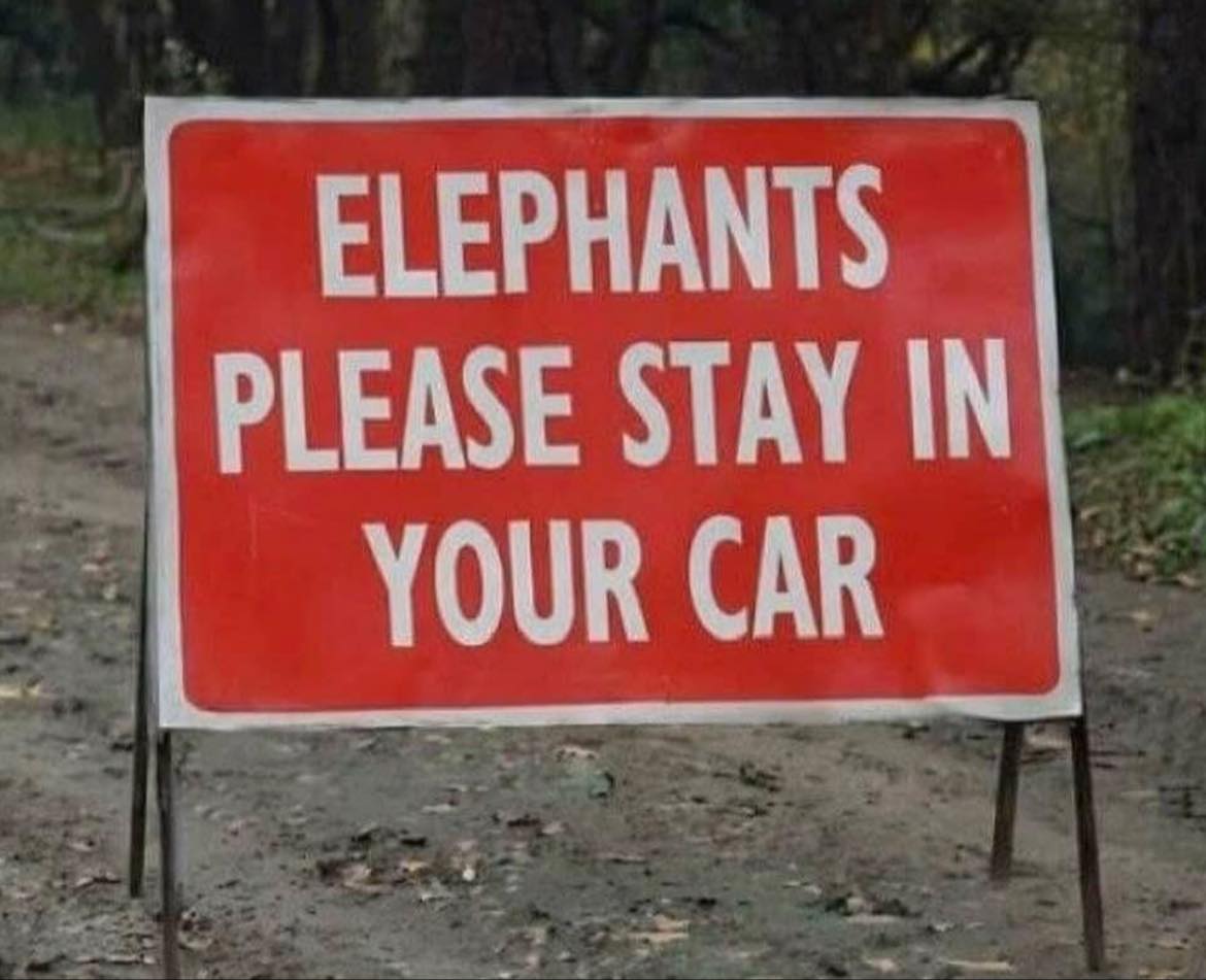 stay in car.jpg