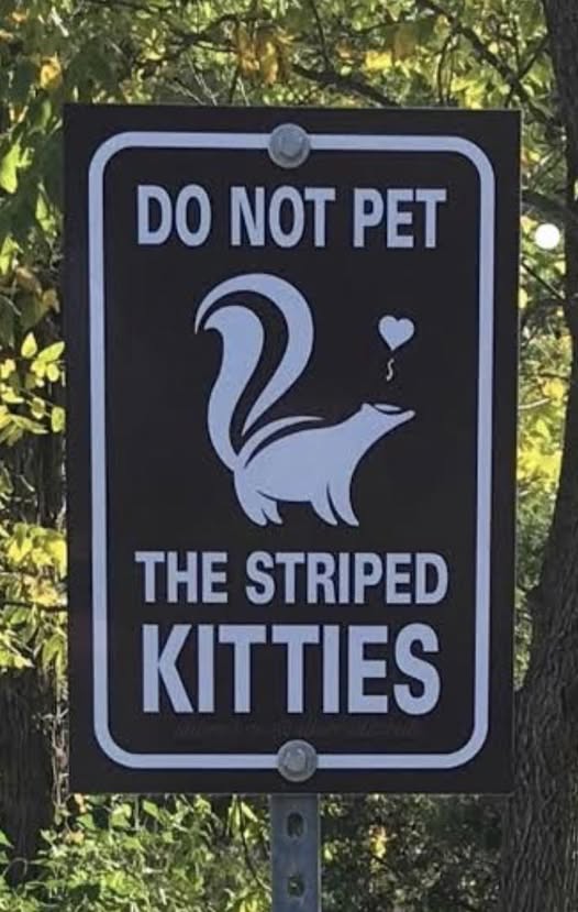 striped kitties.jpg
