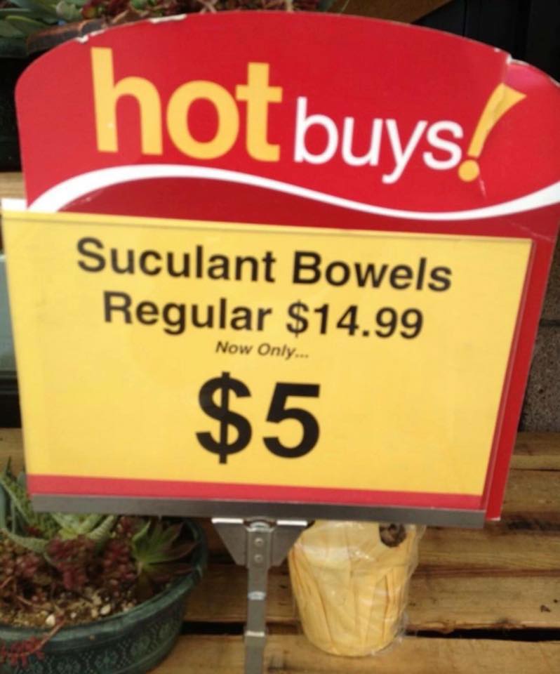 Suculant.jpg