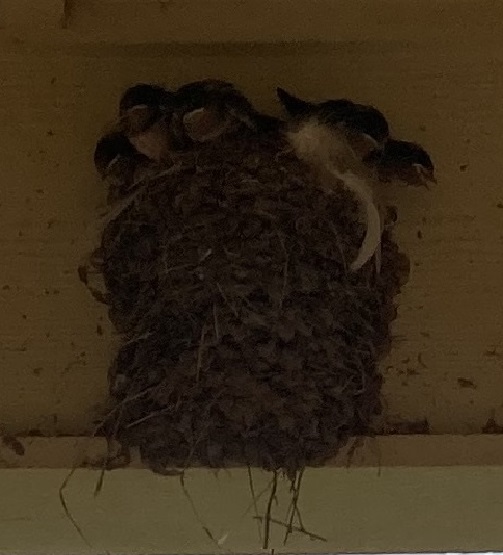 Swallow Chicks.jpg
