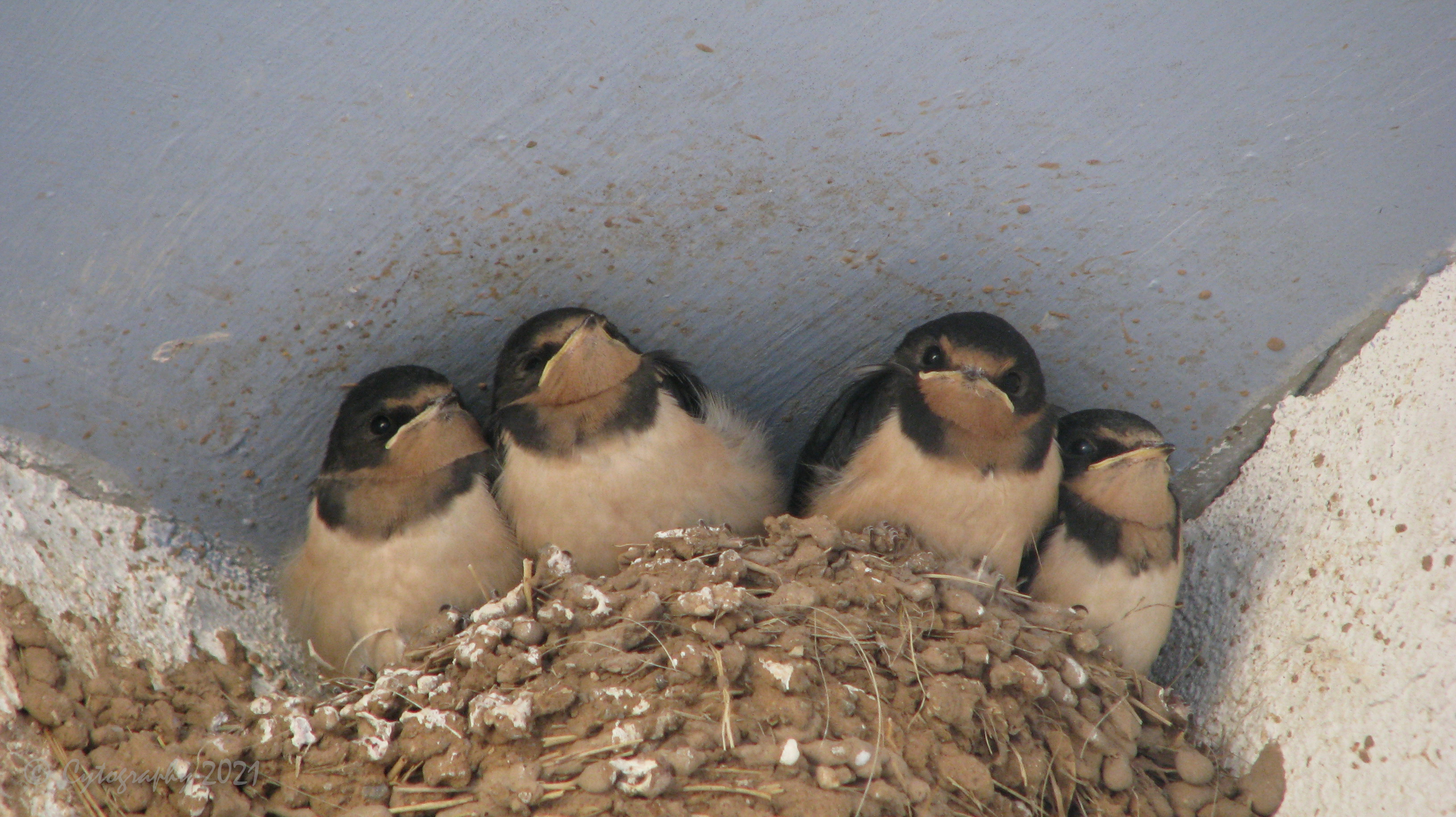 Swallows-0261.jpg