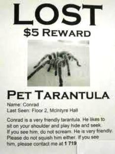 tarantula.jpg