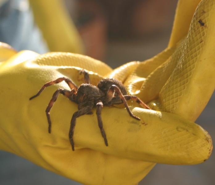 tarantula.jpg