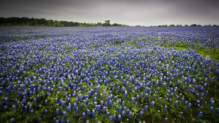 texas-bluebonnets-bloom.jpg