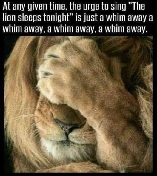 The Lion sleeps tonight.jpg