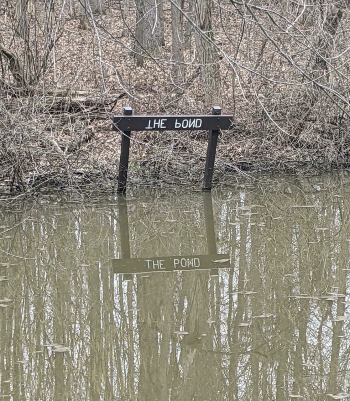 The Pond.jpg