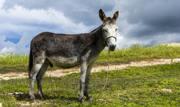 Top-ten-mule-facts-871351.jpg