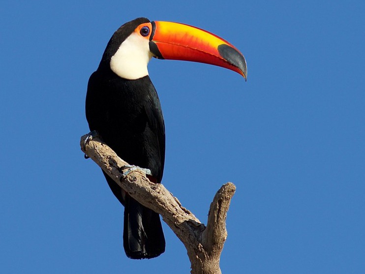 toucan 1.jpg