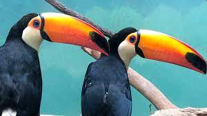toucan.jpg