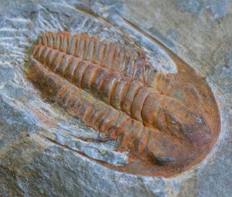 trilobite.jpg