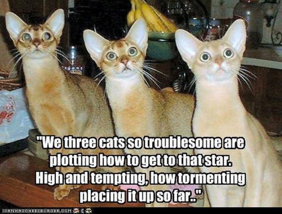 We 3 cats.jpg