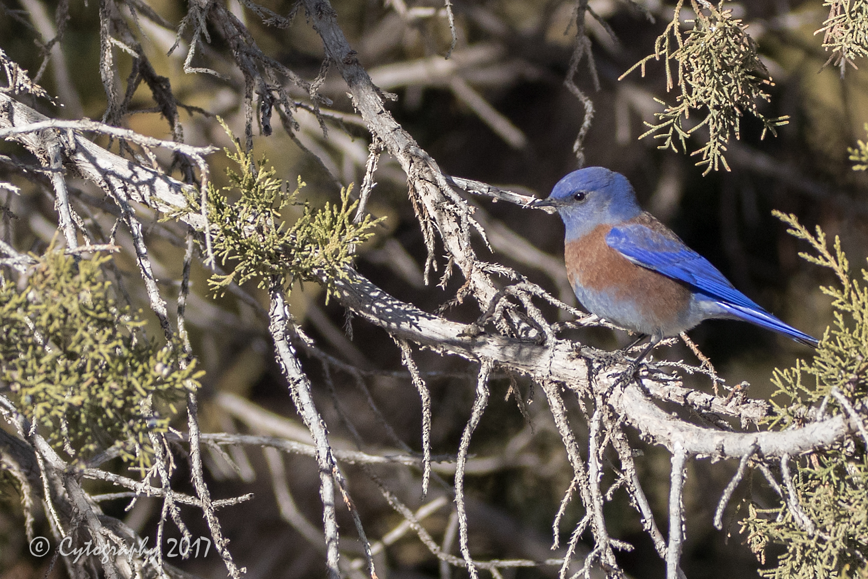 Western Blue Bird-0001.jpg