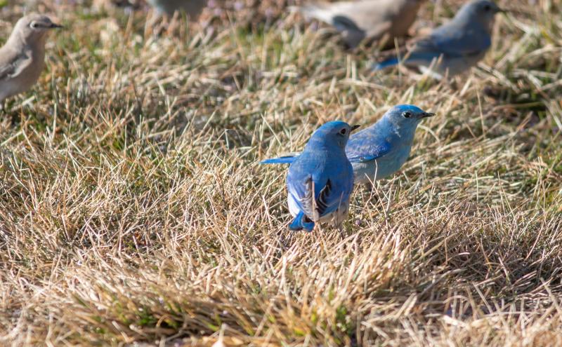Western Blue Bird Feb 2019-0001.jpg