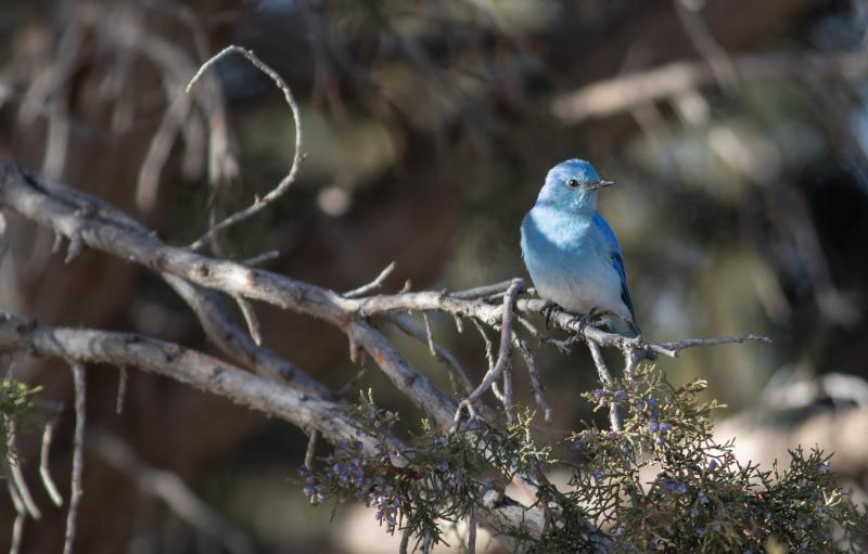 Western Blue Bird Feb 2019-0008.jpg