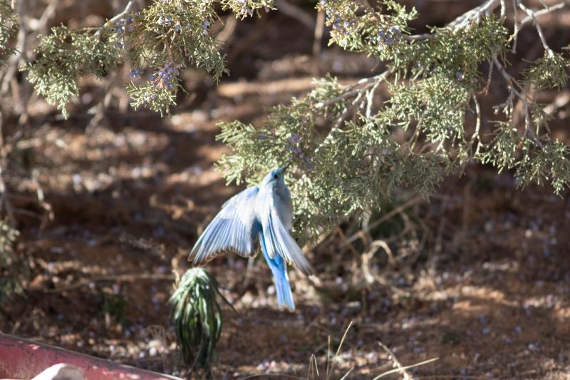 Western Blue Bird Feb 2019-0046.jpg