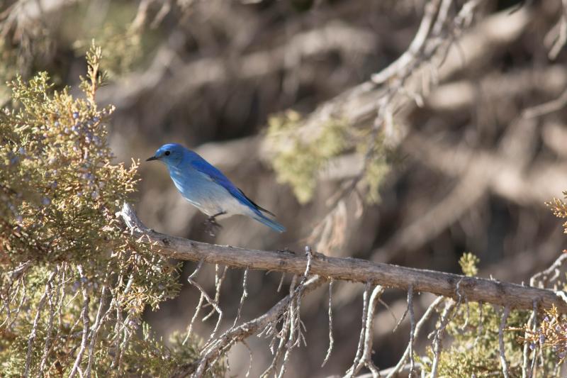 Western Blue Bird Feb 2019-0059.jpg