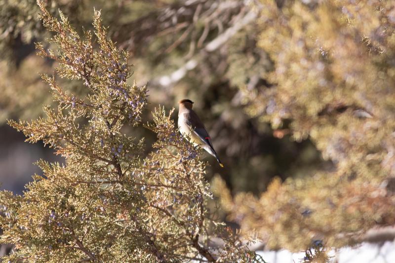 Western Blue Bird NOT Feb 2019-0023.jpg