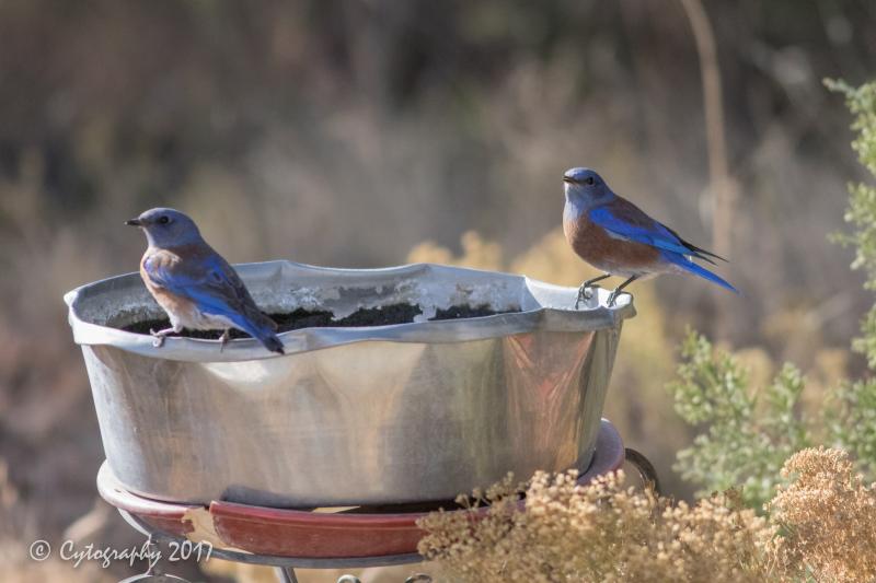 Western Bluebird Thanksgiving 07-1 copy.jpg