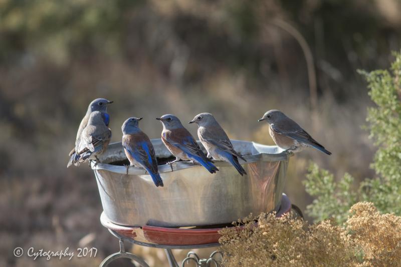 Western Bluebird Thanksgiving 07-2 copy.jpg
