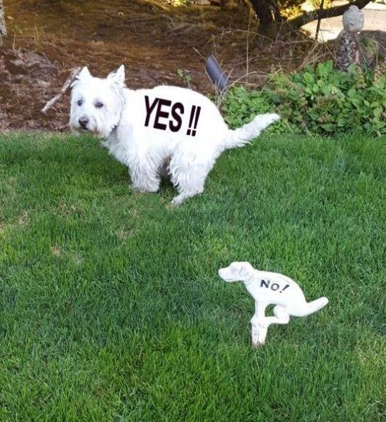westie.jpg