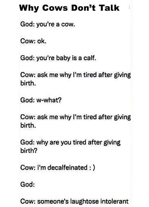 Why cows don't talk.jpg