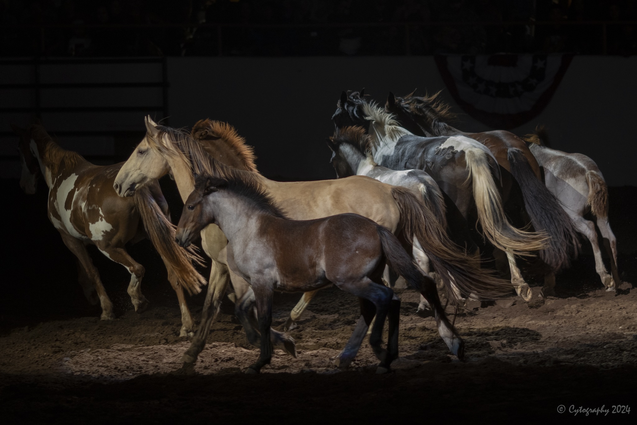 Wild Horses copy.jpeg