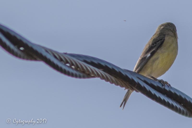 Yellow Finch w drone-1.jpg