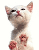 25553.gif