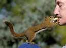 253793-Squirrel.jpg
