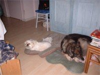 262795-dog.jpg