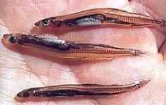 268747-bait.jpg