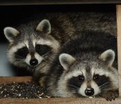 270565-coons.jpg