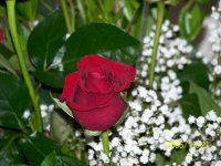 283033-ARose.JPG