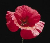 poppy.jpg