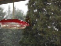 hummingbird on new feeder in light snow - 6Dec13.JPG