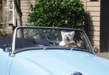 happy driver.JPG happy driver.JPG