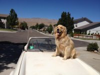 car DOG'S NEW CAR.jpg