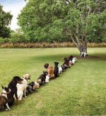 dogsinline.jpg